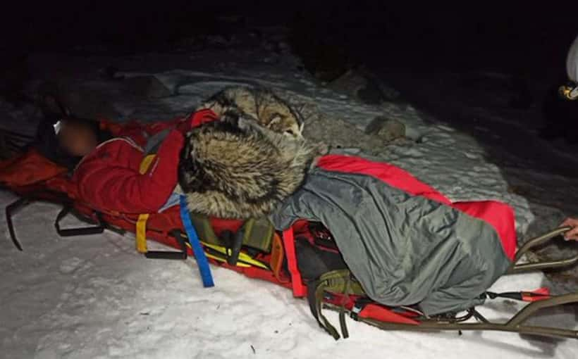 Sobrevive montañista gracias a un perro que se acostó 13 horas sobre él para darle calor