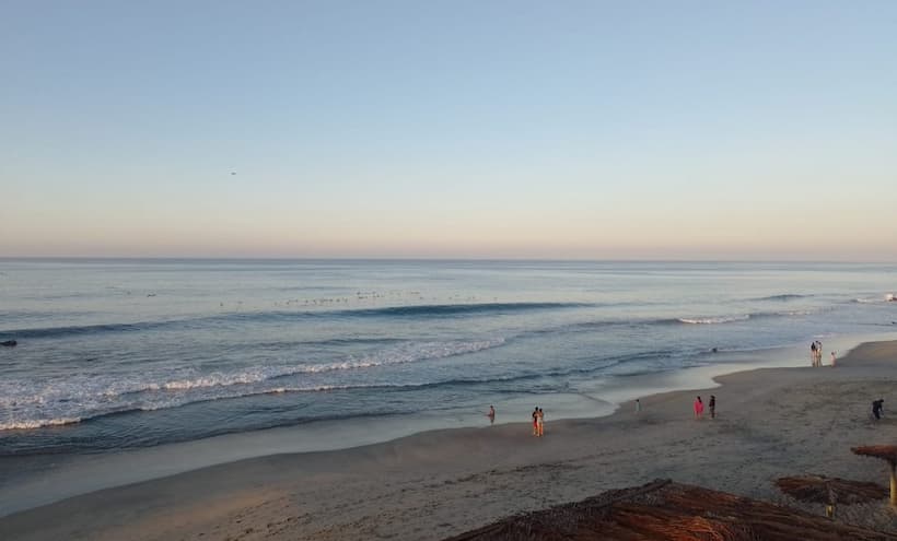 Registran aumento en desove de tortugas laúd en Playa Ventura