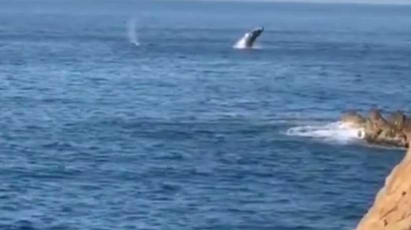Captan dos ballenas cerca de La Quebrada de Acapulco