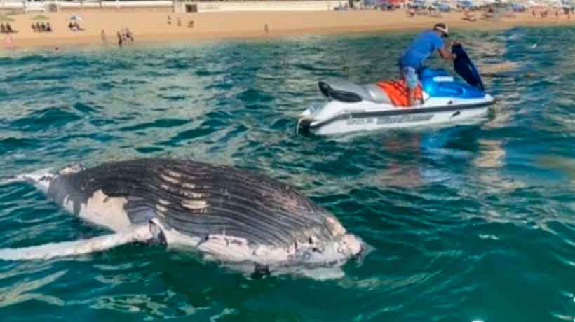 Localizan cadáver de cría de ballena en playas de Acapulco