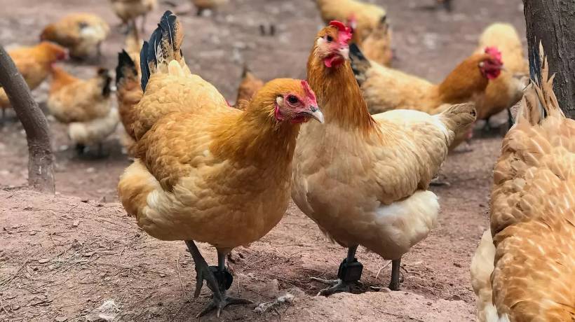Preocupa a expertos brote de gripe aviar en China