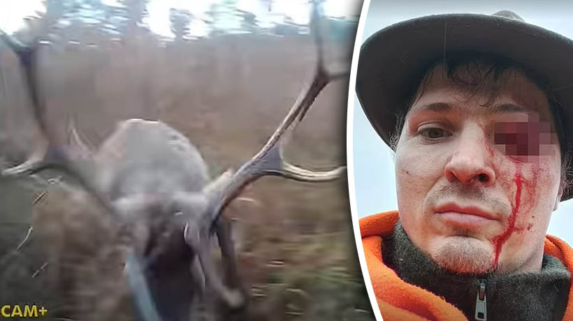 VIDEO: Ciervo embiste a cazador en Polonia; casi pierde un ojo