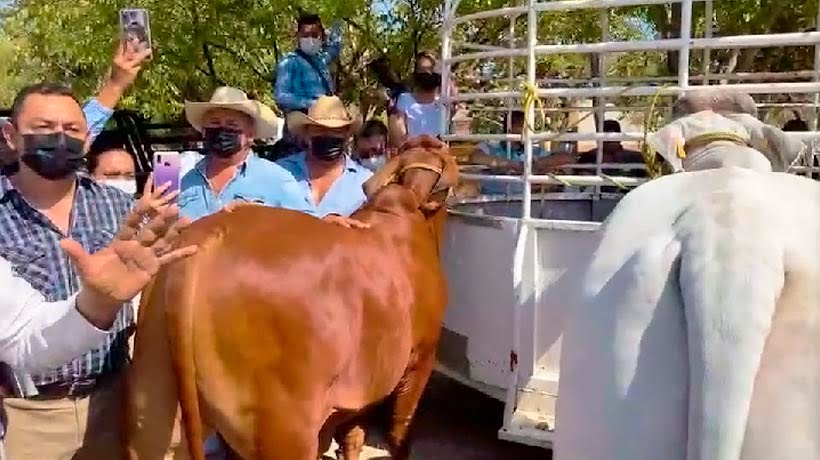 Distribuirá gobierno de Guerrero 500 sementales bovinos