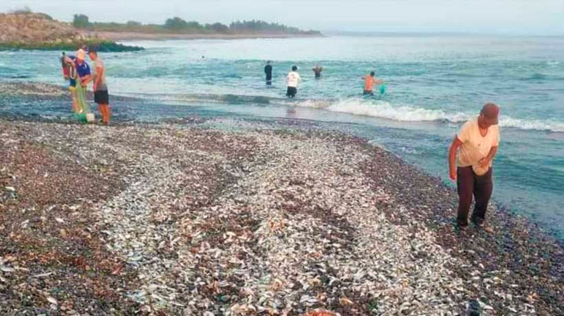 Dañó cardumen de peces termoeléctrica en Guerrero