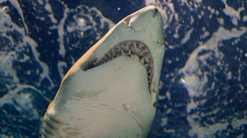 Ataques de tiburones aumentan durante luna llena: estudio