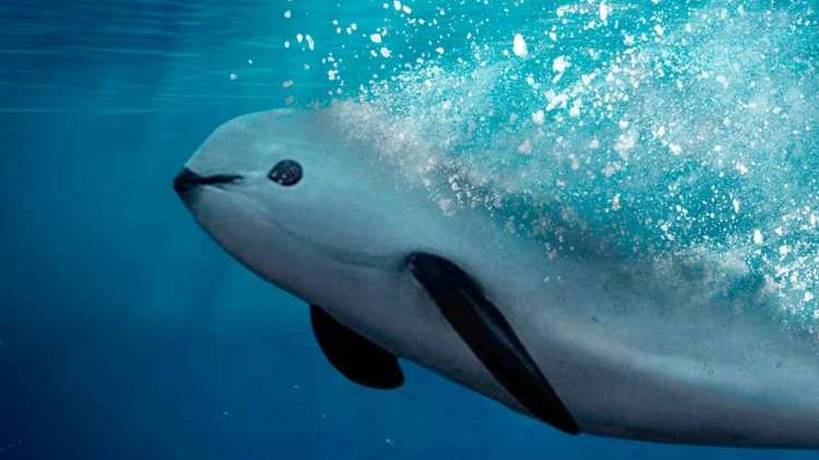 Lanza EU llamado de atención a México por vaquita marina