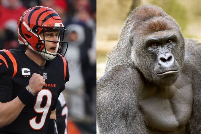 Triunfo de Bengals sería en honor a gorila Harambe