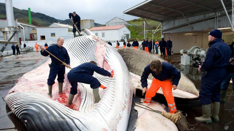 Islandia abandonará caza de ballenas en 2024