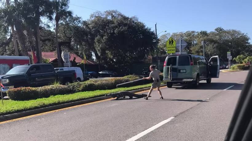 VIDEO: Escapa cocodrilo durante reubicación en Florida