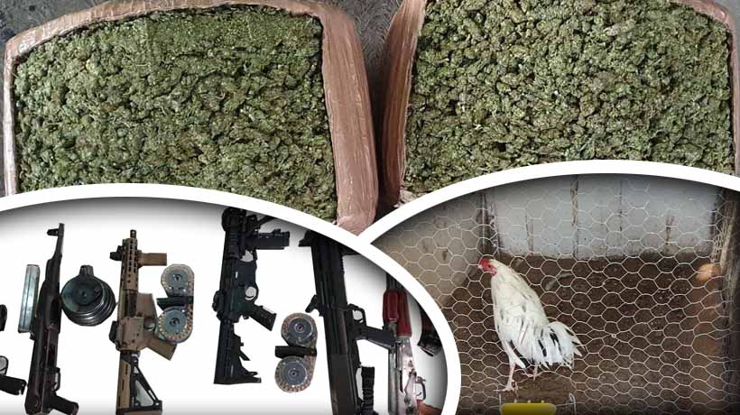Hallan 1.2 mdp, droga, armas y gallos de pelea en penal de Culiacán