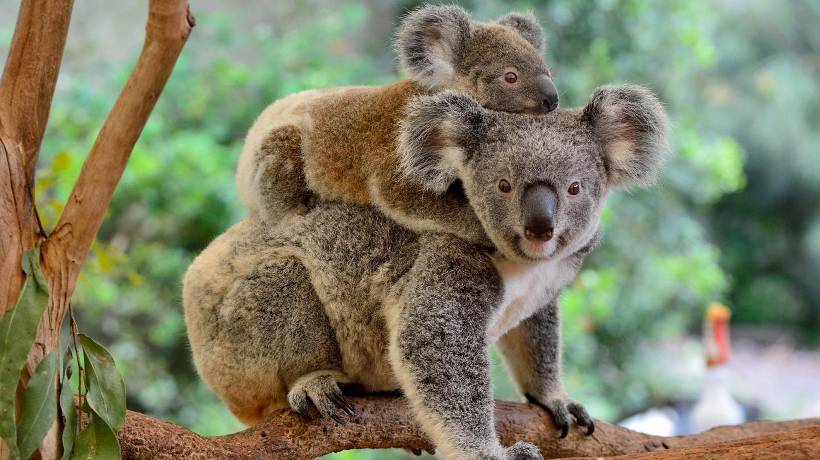 Declara Australia a los koalas en peligro de extinción
