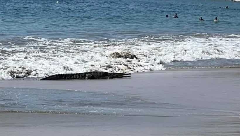 Avistan cocodrilo en playa La Ropa en Zihuatanejo