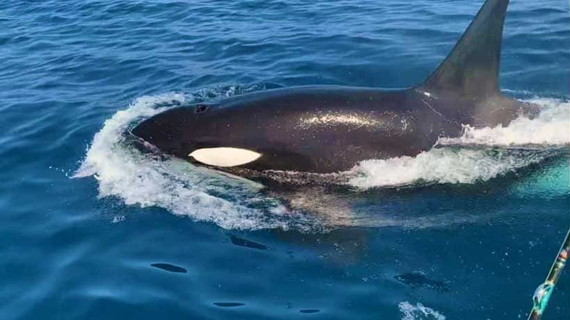 VIDEO: Captan familia de orcas en costas de Zihuatanejo