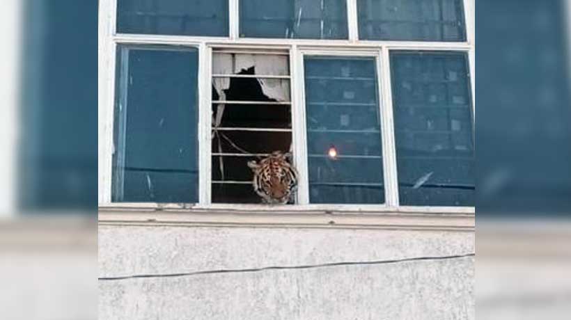 Rescatan a tigre que vivía en apartamento de Chimalhuacán