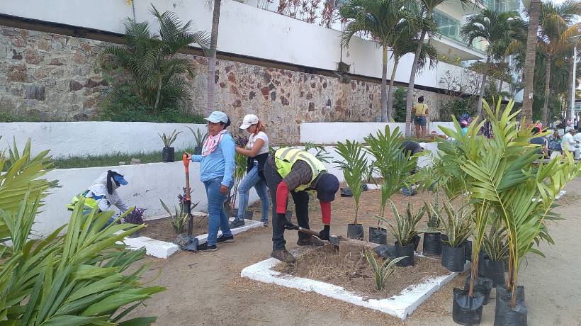 Realizan reforestación y mantenimiento en acceso a playa de Acapulco
