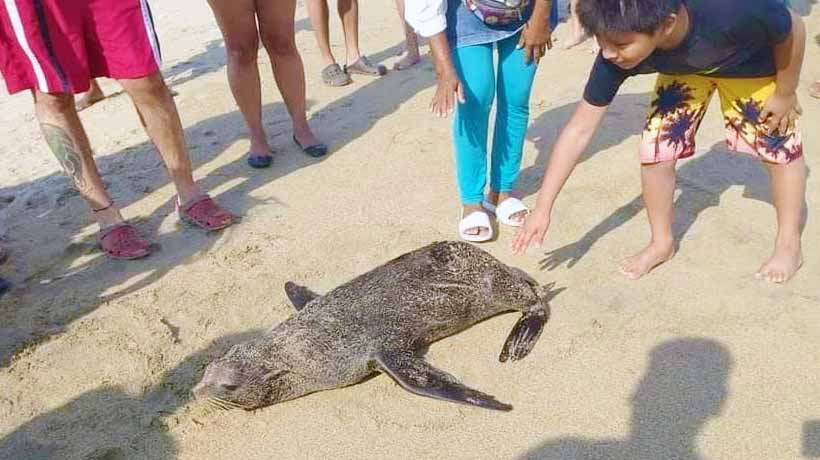 Rescatan cría de lobo marino en San Jerónimo, Guerrero