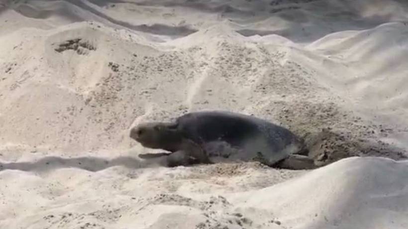 Tortuga marina sale a desovar en medio de turistas en Zihuatanejo