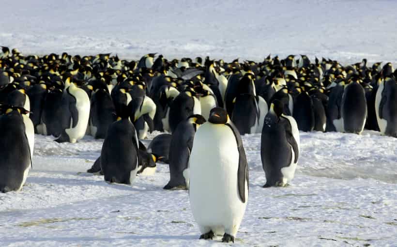 Se suma el pingüino emperador a especies en peligro de extinción