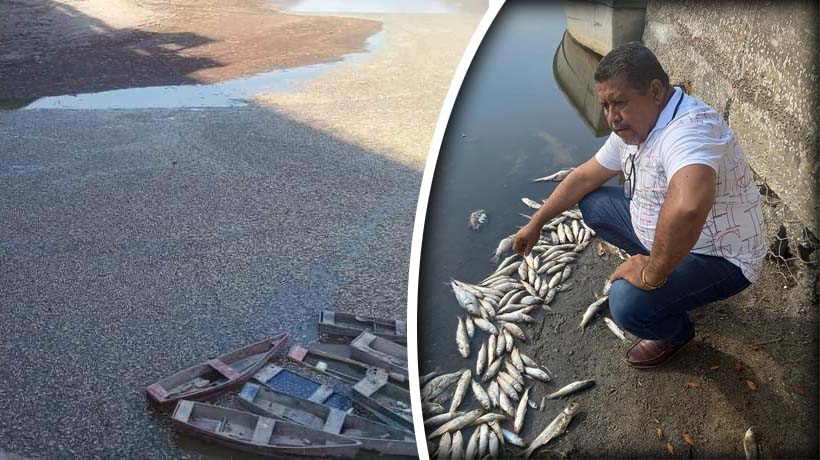 Piden ayuda en laguna de la Costa Chica de Guerrero por mortandad de peces