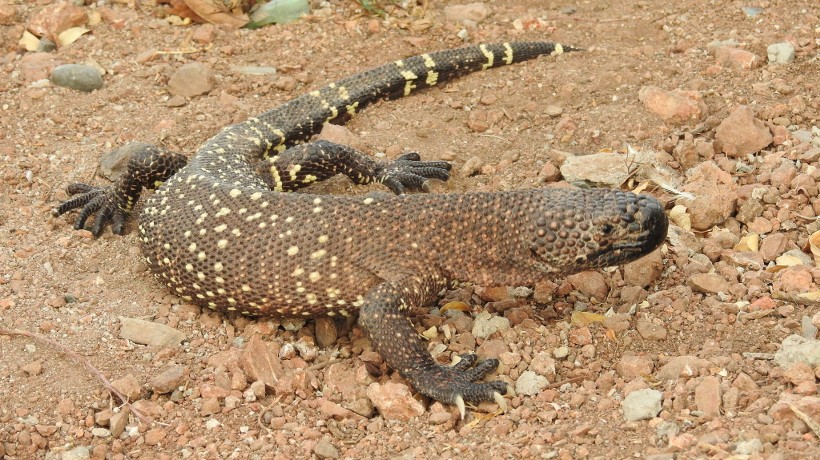 Preocupa en Tierra Caliente avistamientos de lagartos venenosos