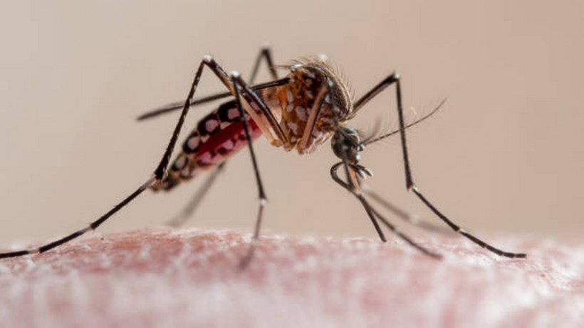 Emite IMSS Guerrero recomendaciones para prevenir dengue