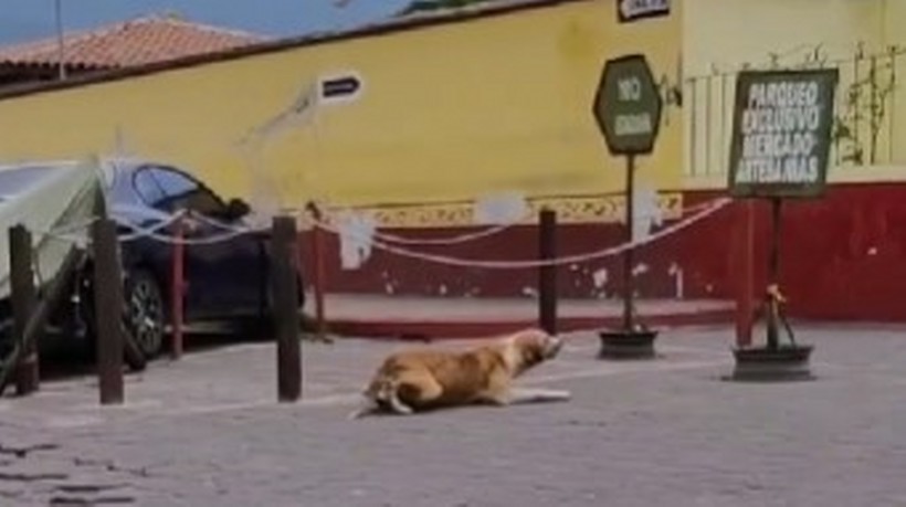 VIDEO: Engaña perrito de la calle a turistas en Guatemala