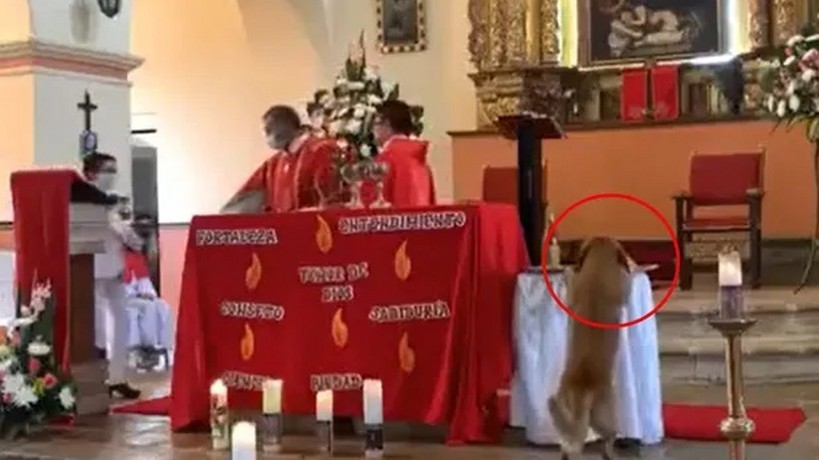 VIDEO: Se lleva perro pan sagrado en plena misa