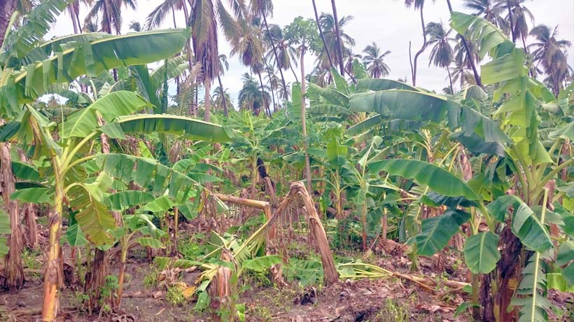 Arruina huracán Blas plantíos de plátano en Tecpan, Guerrero