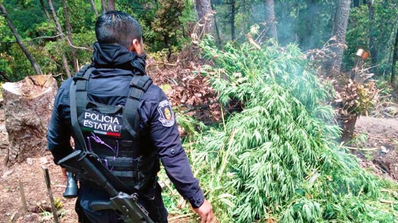 Queman 400 plantas de marihuana en plantío de Iliatenco, Guerrero