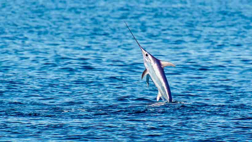 Apuñala pez espada a mujer de la tercera edad en Florida