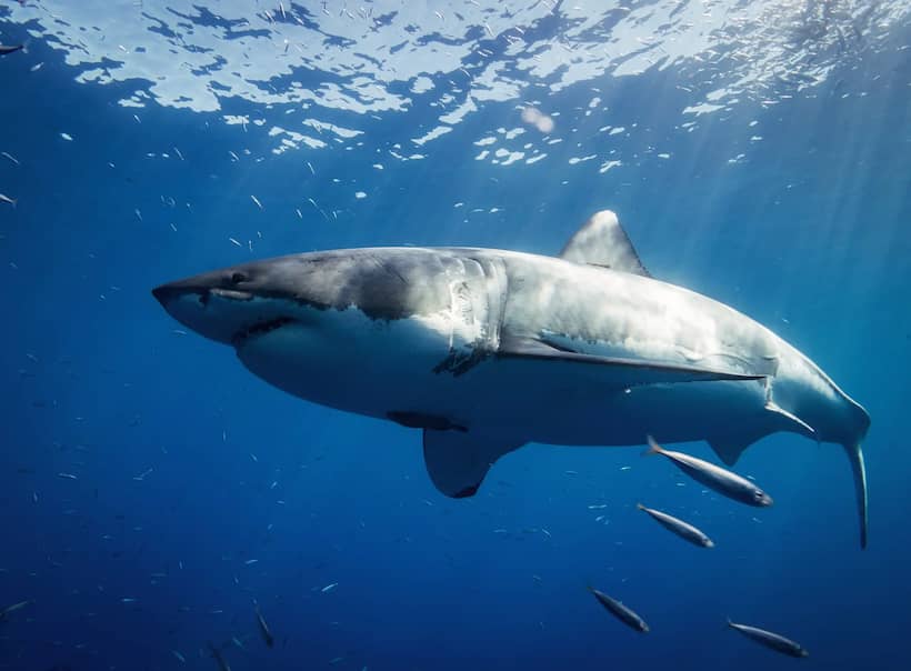 Ataques de tiburón en Egipto dejan dos víctimas
