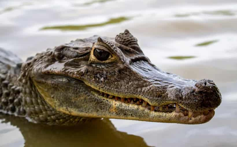 Mujer muere tras caer en estanque con caimanes; ocurrió en Florida