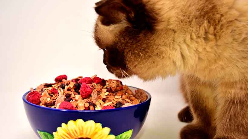 Profeco revela marcas de alimento para gato con publicidad engañosa