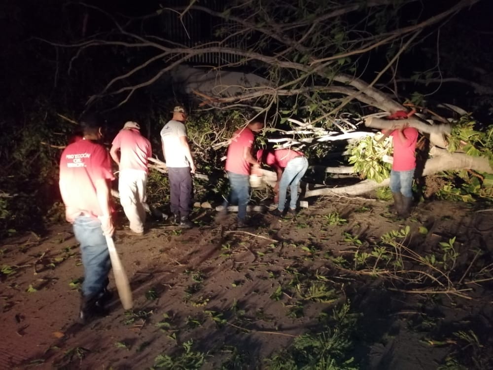 Lluvias en Atoyac provocan la caída de tres árboles