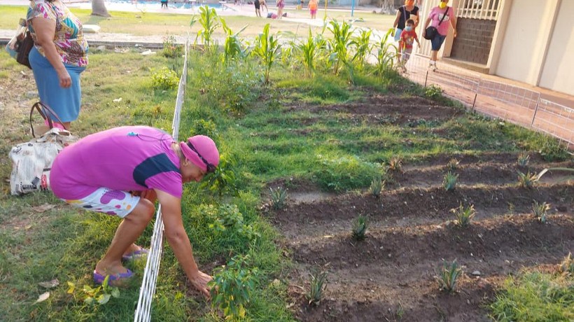 ¿Quieres construir un huerto urbano en Guerrero? El IMSS ofrece curso