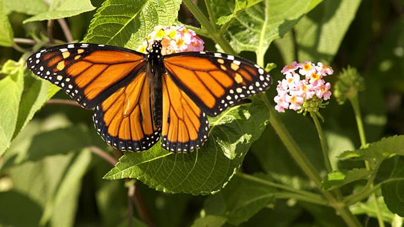 Incluyen a la mariposa monarca como especie en peligro de extinción
