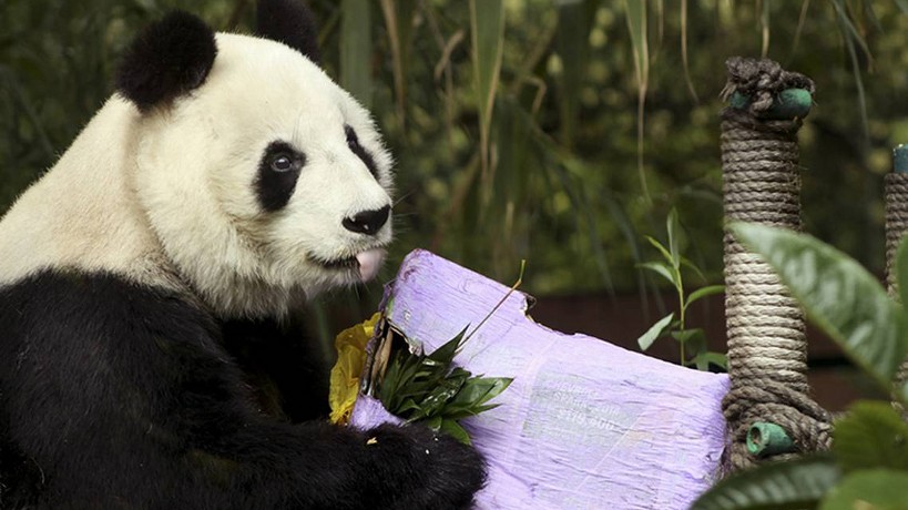 Fallece Shuan Shuan, el panda más viejo de México