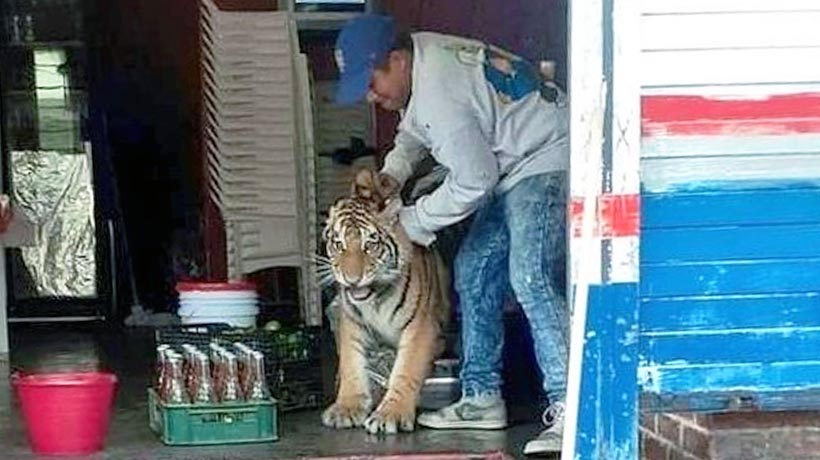 Escapa tigre y se pasea por calles de Mixquiahuala, Hidalgo