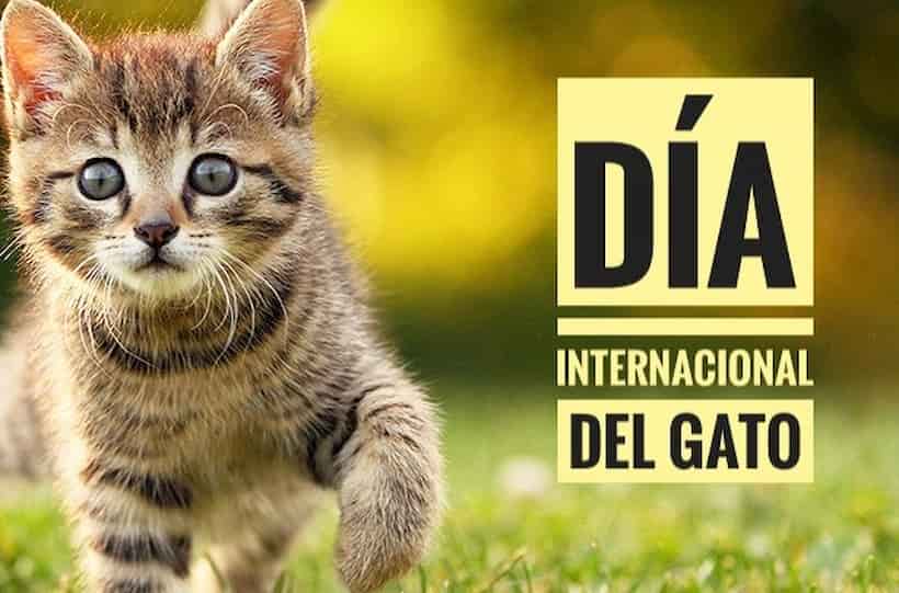 ¡Festeja con tu michi! Hoy es el Día Internacional del Gato