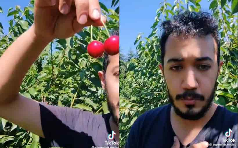 VIDEO: Esto se gana recolectando cerezas en Canadá según migrante mexicano