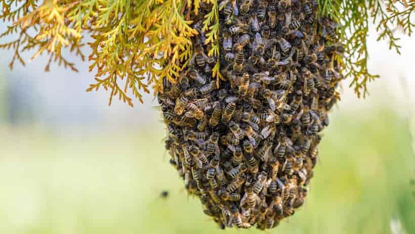 Niño protege a su hermanito de enjambre de abeja; recibió más de mil piquetes