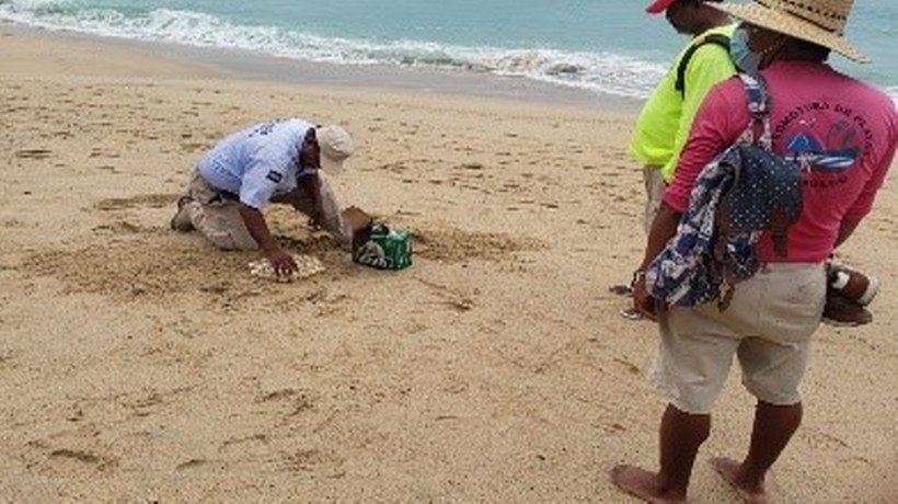 Vigilan policías turísticos nidos de tortugas marinas en Acapulco