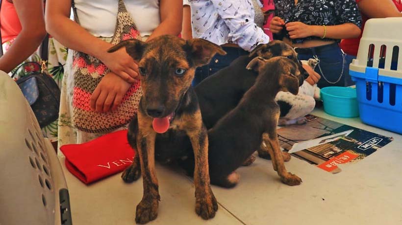 Habrá campaña de esterilización de perros y gatos en la Zapata de Acapulco