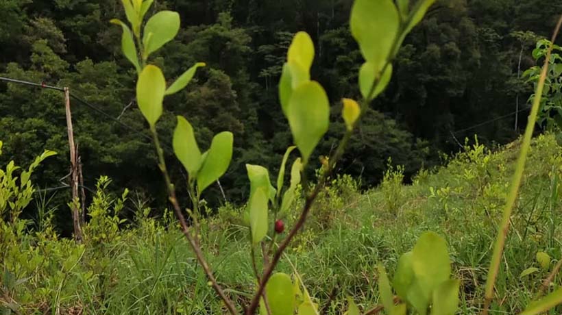 Hallan plantío de coca y laboratorio en Atoyac, Guerrero