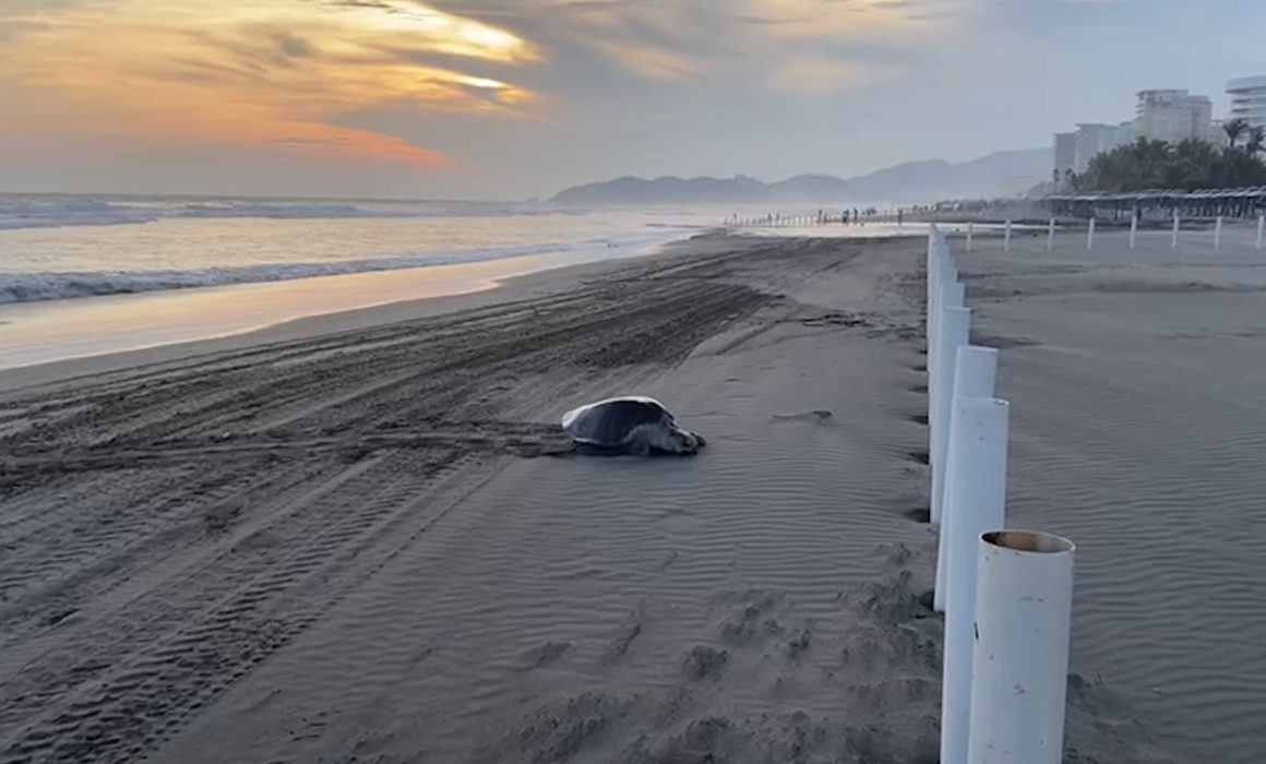 Captan a tortuga tratando de desovar en Acapulco