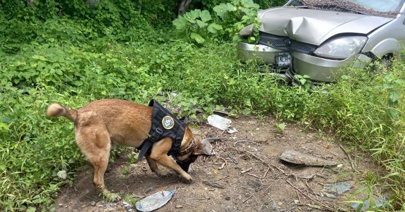 Halla unidad canina el cuerpo de un desaparecido en Acapulco