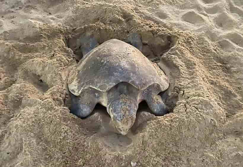 Desova tortuga en playa Papagayo; los huevos ya están resguardados