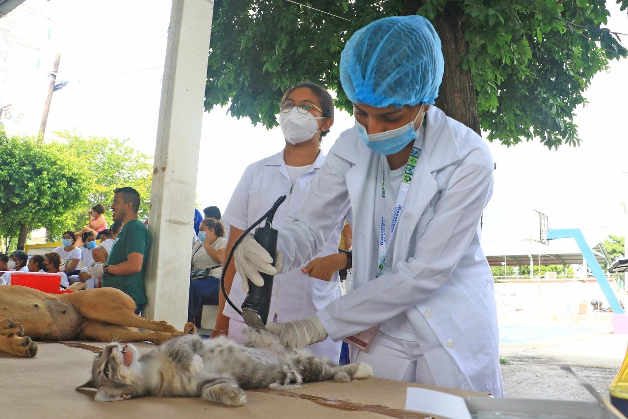 Inician esterilizaciones de mascotas en Acapulco; la meta son 2 mil