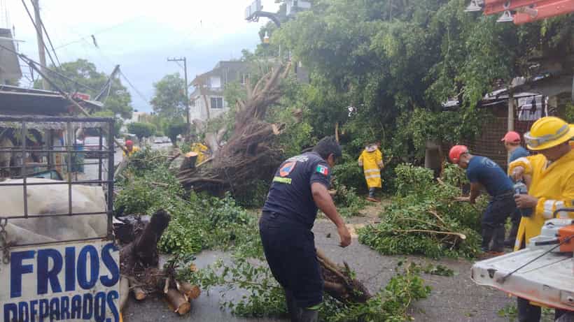 Lluvias dejan daños en 7 municipios de Guerrero; cayeron más de 50 árboles
