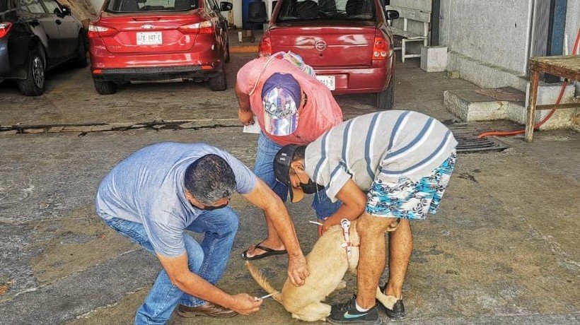 Vacunan a perros y gatos en colonias de Acapulco